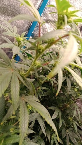 IMG_20250915_094005786