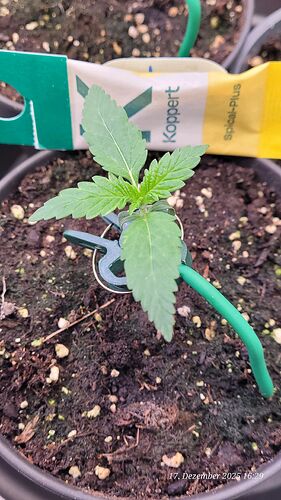 Tag 13 S.B.K. erste Sämling Woche