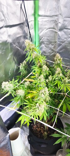 IMG_20240428_103153