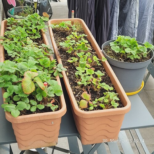 Die Erdbeeren gehen diesen Sommer ins dritte Jahr 30.3.25