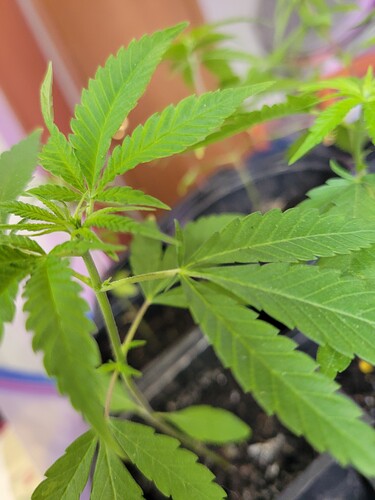 16500511530384308557974103185703