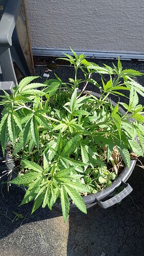 IMG-20250625-WA0008