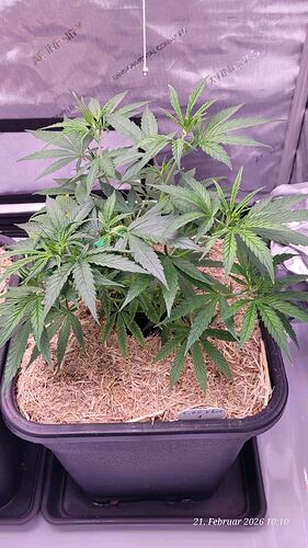 Tag 51 Klon 1 Wachstum Tag 21 am 21.2.26