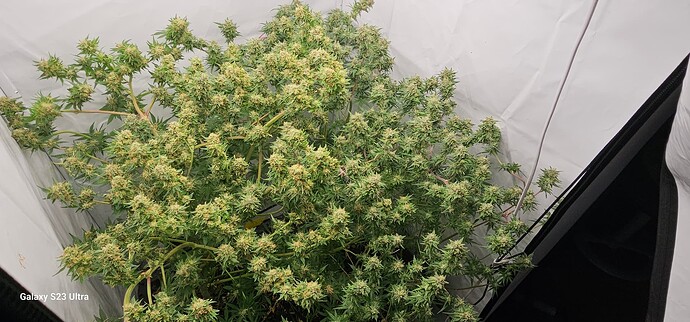 17274270097561127823388489379467