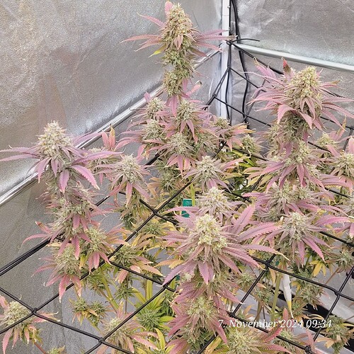 Tag 110 Klon 1 Blüte Tag 63