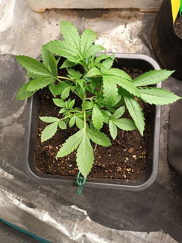 First lst on northernlightsautos