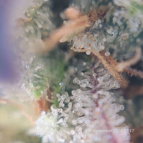 Tag 107 Klon 2 mit Handyclip Mikroskope 4.11.24