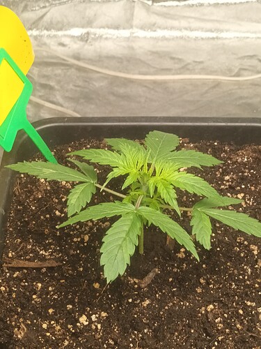 1668446367007383079629183636510