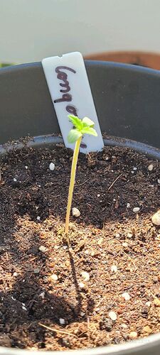 Tag 6 Sämling Tag 2, Congo 1 seit heute Morgen im freien 29.4.25