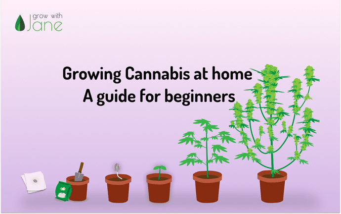 growing-cannabis-at-home-1024x642