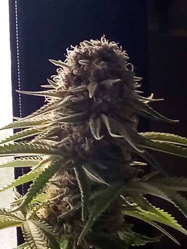 IMG_20240717_121628_498