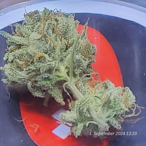 Tag 105 und hier und da mal die Blüten bestaunt 1.9.24