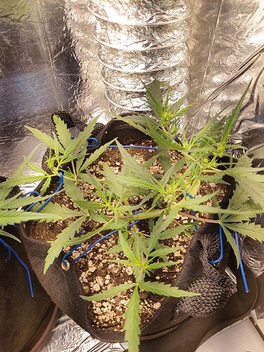 16669847394447038556441541087017