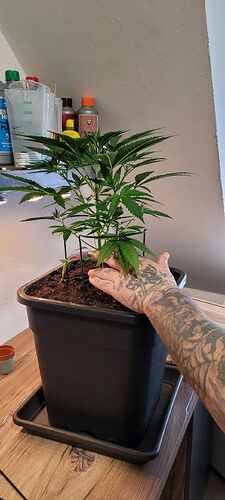 Tag 39 der 19 te Tag in der Wachstums Phase