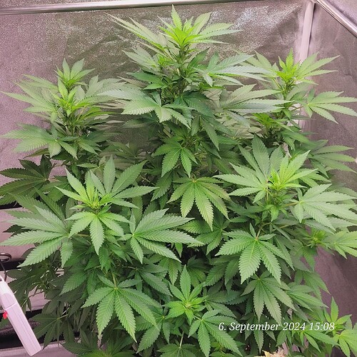 Tag 95 ende der ersten Blütewoche 6.9.24