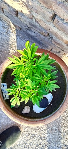 IMG_20221012_171924