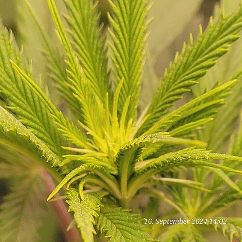 Tag 58 Klon 1 und in der zweiten Blüte Woche kommen die Vorblüten