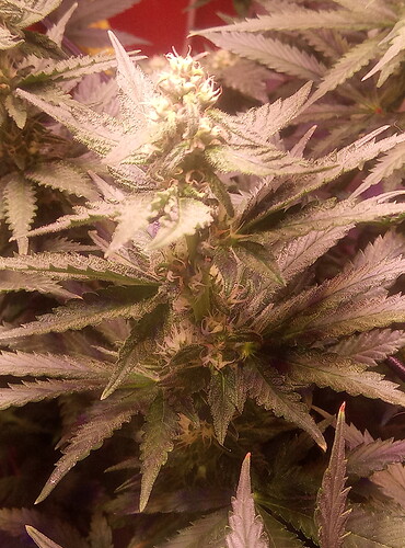 IMG_20220723_181706_5