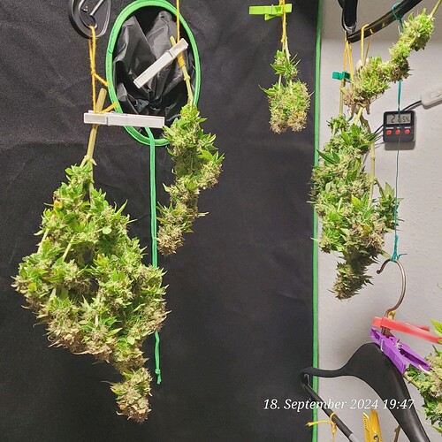 Tag 129 der erste Trocknungs Tag 18.9.24