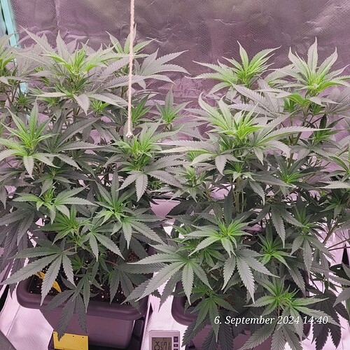 Tag 48 Blütetag 1 Klon 1 u. 2 , beide je 58 cm hoch nun geht es in die Endphase 6.9.24