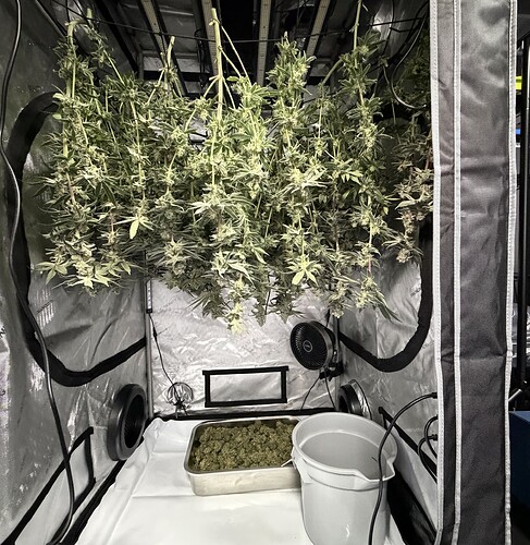 30 - Gas-O-Cane R2 - Harvest Day 'Hanging in the Tent' @ Day 63 - 11-08-2025