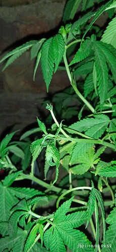 IMG_20221018_195910_1