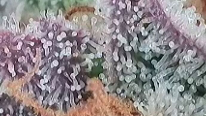 Tag 110 Klon 1 Trichome 1