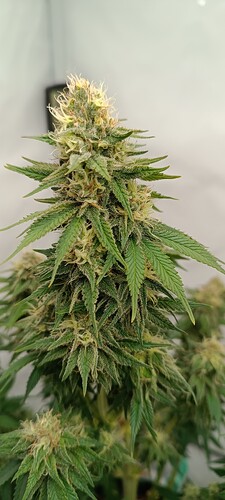 IMG_20240610_120736