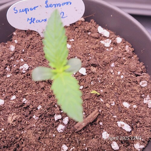Tag 10 Lemon H.2 heute 8,5 cm am 9.4.25