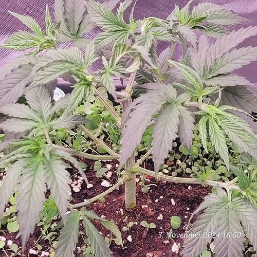 Tag 32 Nr 3, auch kleine Trieb ansätze in Stamm Nähe entfernt 3.11.24