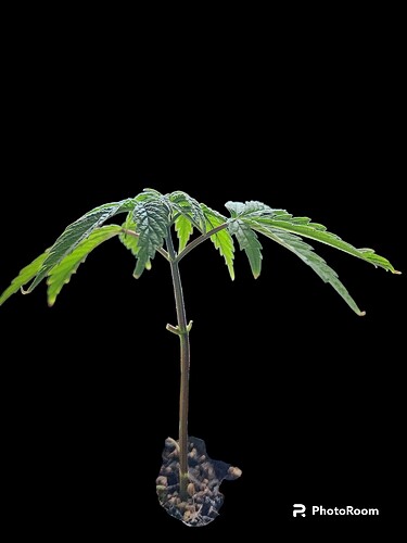 PhotoRoom-20230502_130816