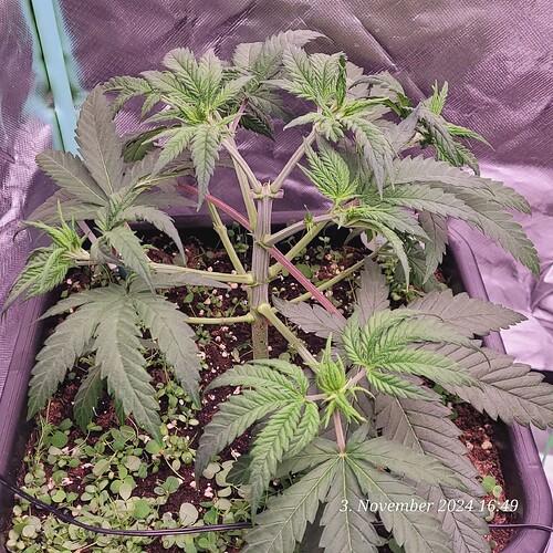 Tag 32 Nr 1, unterste klein Triebe ebenfalls entfernt