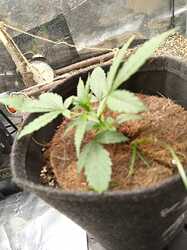 White Label Purple Bud