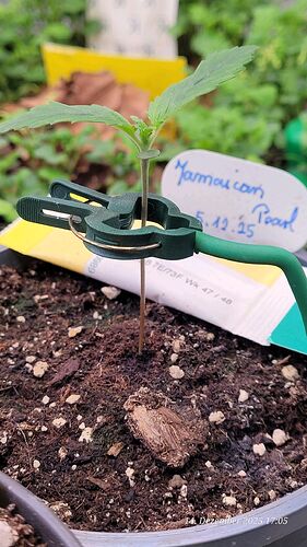 Tag 10 J.P. Sämling Tag 2 am 14.12.25