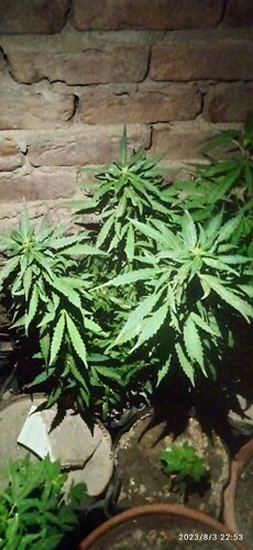 IMG_20230803_225350