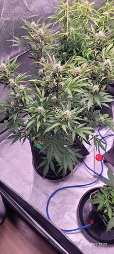 Tag 57 Haze 2 anfang der 9ten Woche 26.5.25