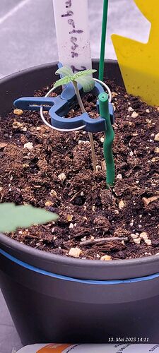 Tag 8 Congo 2 am 13.5.25