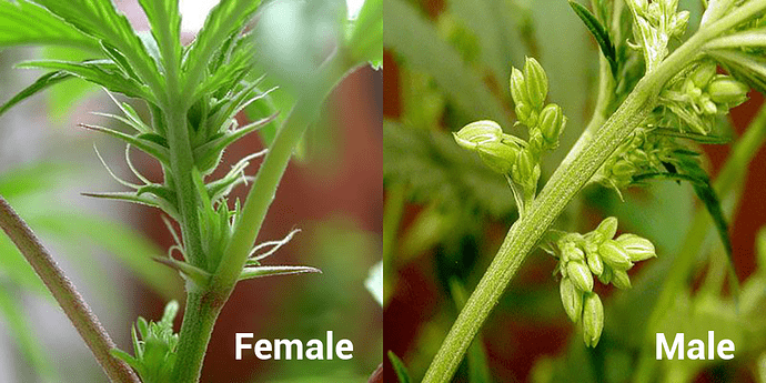 Male-and-Female-Cannabis-Plants-Banner-copy