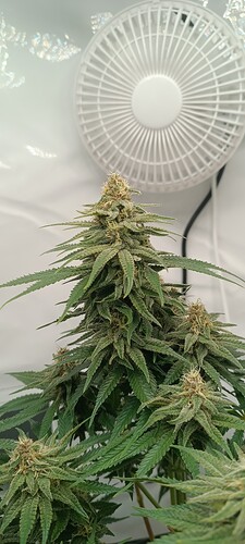 IMG_20240610_082837