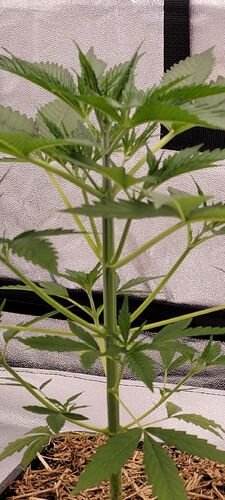 Tag 36 Temperatur 25,2 Grad , am Blatt 23,6 Grad , Luftfeuchte 61 %