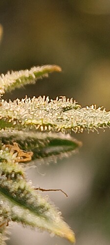 IMG_20240624_150431