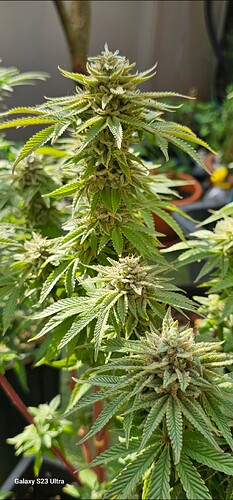 Screenshot_20250521_035222_Gallery