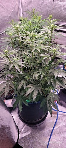 Tag 44 Haze 2 am ende der dritten Blüte Woche 13.5.25