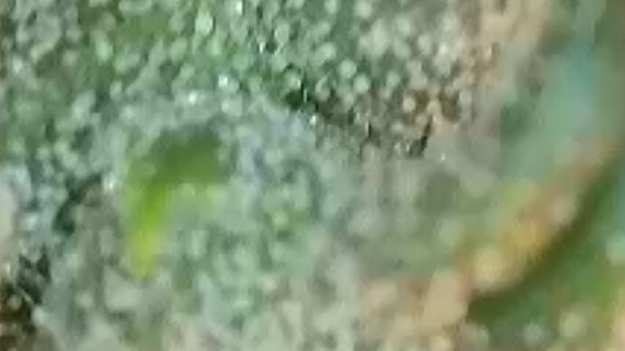 1000003680