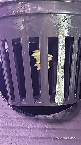 Tag 20 Klon 2 Verwurzelung