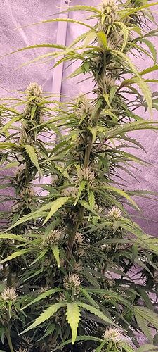 Tag 57 Gelato 26.5.25