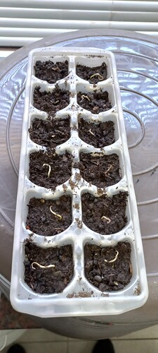 1651933021421709512662972572286