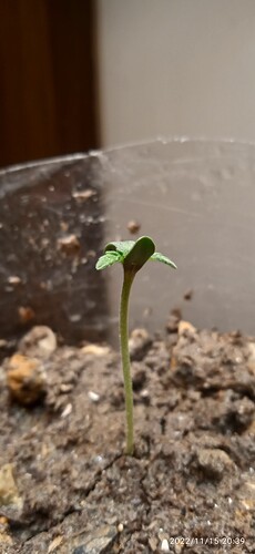IMG_20221115_203923