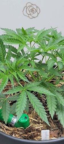 Tag 41 Congo 1 am 3.6.25