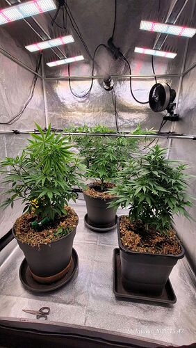 Tag 51 zum Blütestart alle drei ziemlich auf gleicher Höhe 24.1.26